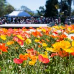 Isel in Bloom
